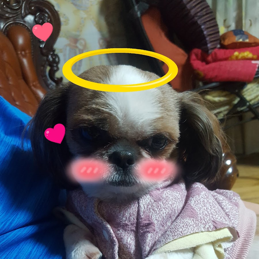 초딩꼬추