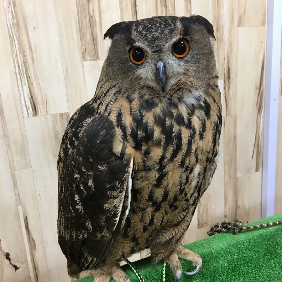 Owl_junior - YouTube