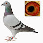 pigeonlover9847