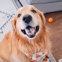 PetsOnly youtube avatar