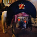 Pirate Dog