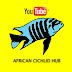 logo African Cichlid Hub