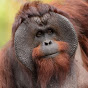 Orang Utan