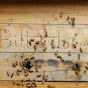 Billy's Bees