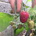 Irish fruit and berries