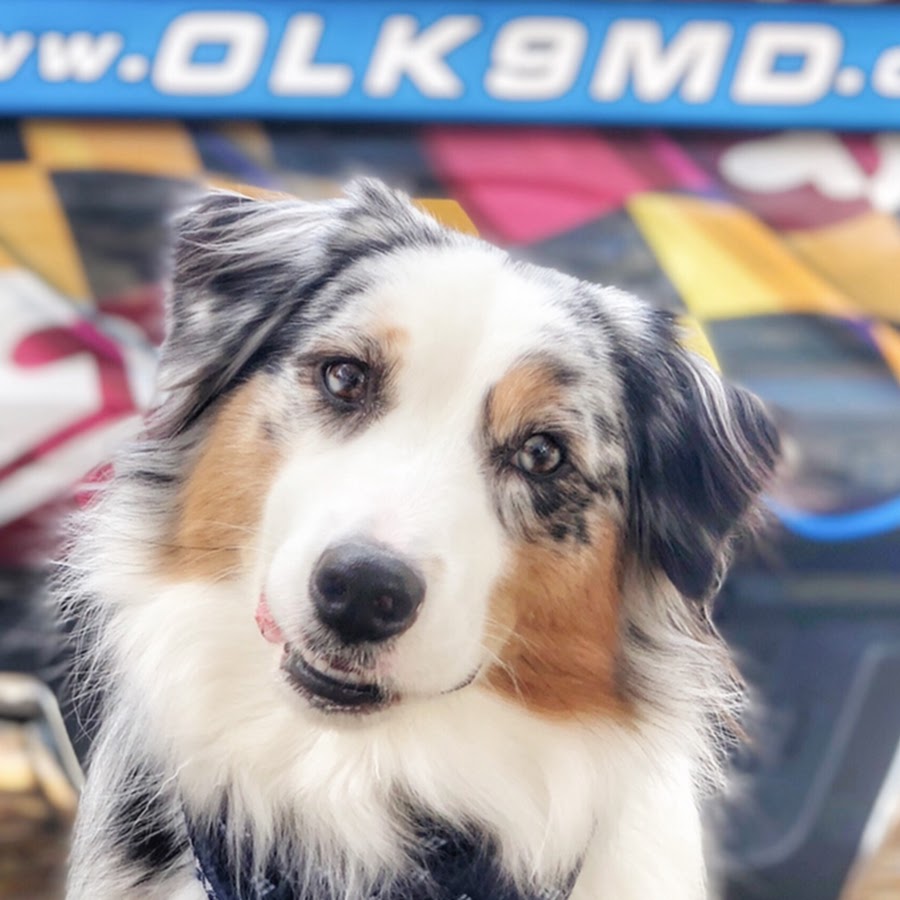 Off Leash K9 Training Maryland