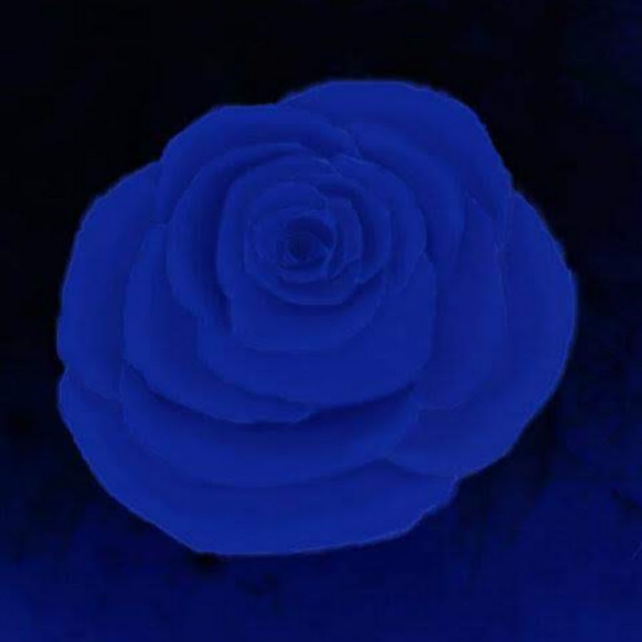 Blue Rose Audios