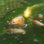 Koi Pond Lifestyle.