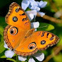 প্রজাপতি Butterflie