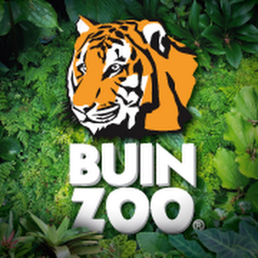 Buin Zoo TV @BuinZooTV