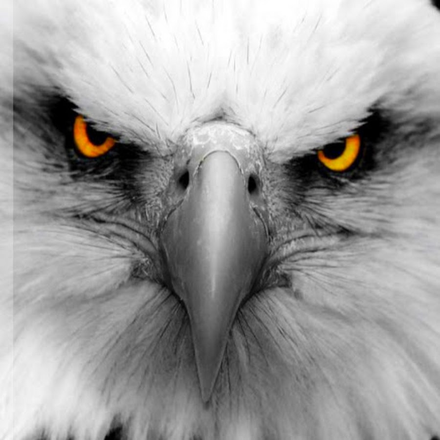 brown owl illustration #nature #animals #birds yellow eyes #feathers #wings dept