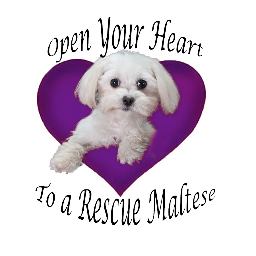 Maltese Rescue California