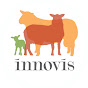 Innovis Breeding Sheep