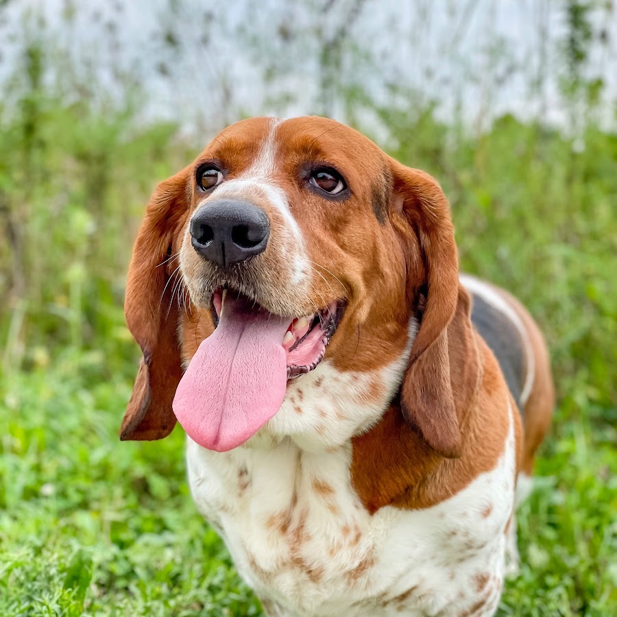 Youtube store basset hound