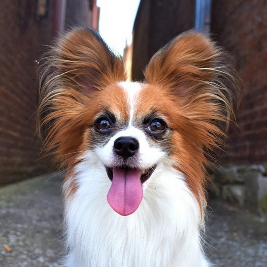 Percy the Papillon