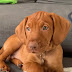 Lord Cannon The Vizsla