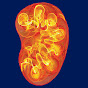 Duke Kidney