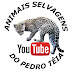 Animais Selvagens do Pedro Têia