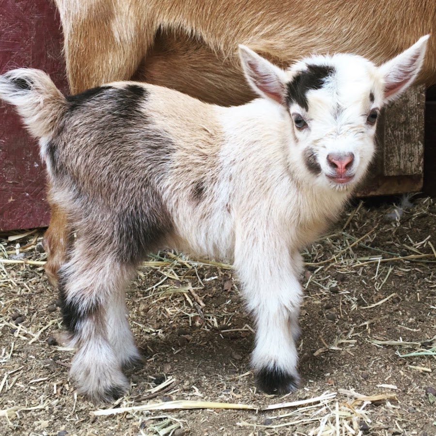 The CABRA Farmhouse Goat Yoga