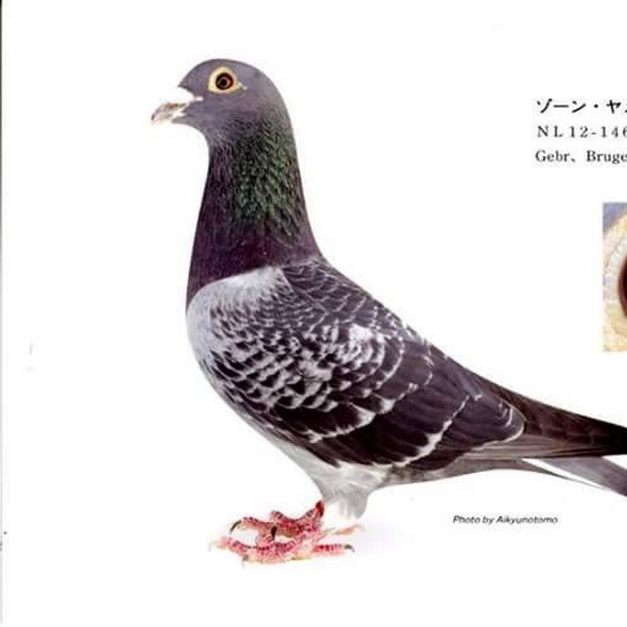 楽しいレース鳩 吉田鳩舎Japan Racing Pigeon - YouTube