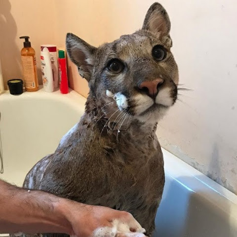 Iampuma