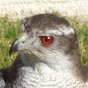 PacificAccipiter