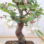 Bonsai Kenkyu