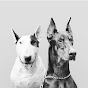 PHLEGMATIC DOGS