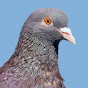 Agressive Pigeon