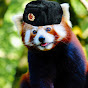 russian red panda