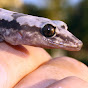 Geckos and Gum Leaves