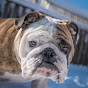 Reuben the Bulldog