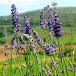 Lavender bouquet