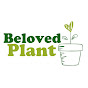 Beloved Plant
