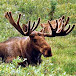 TheNuklearMoose