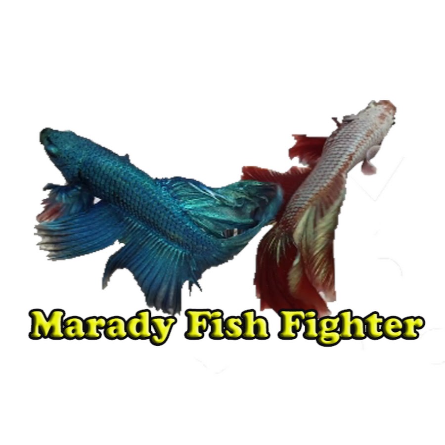 Fish fighter