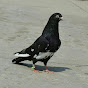 Jhelum Pigeons