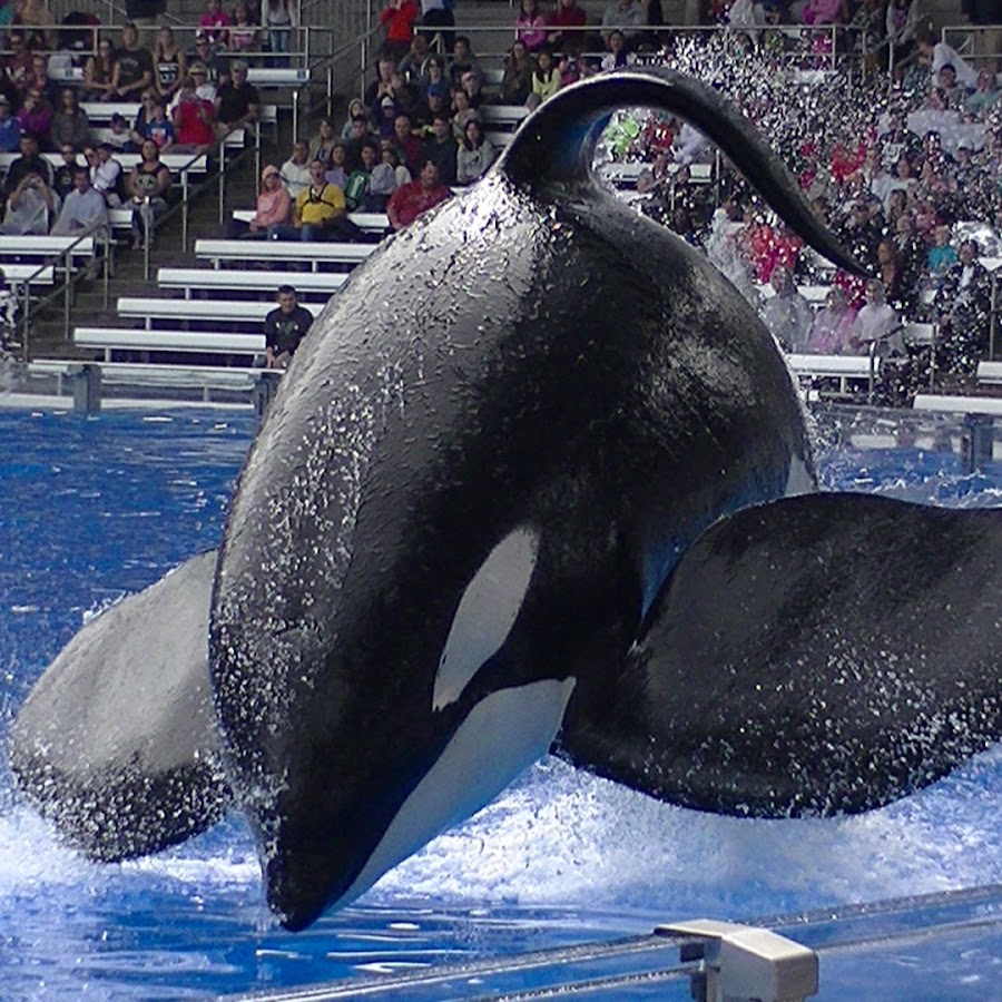 Tilikum16