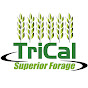 Trical Forage