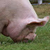 logo ThousandPoundPig