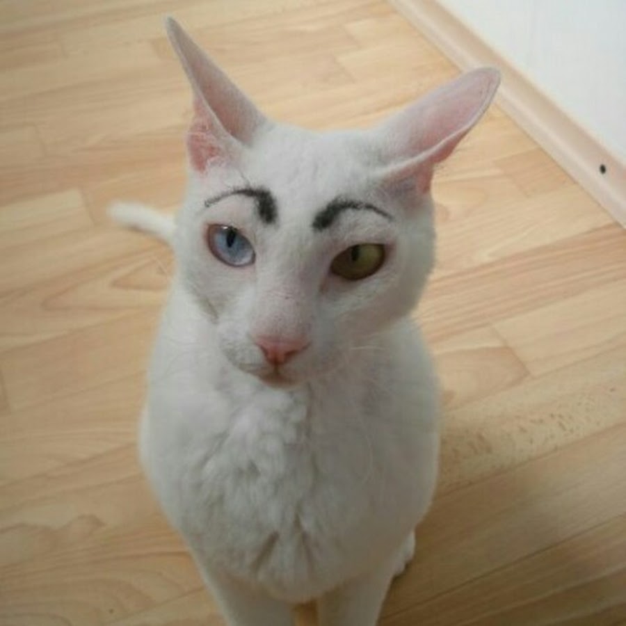 Sam, cat with eyebrows, is new Internet star