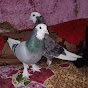 Quetta Ranga pigeons