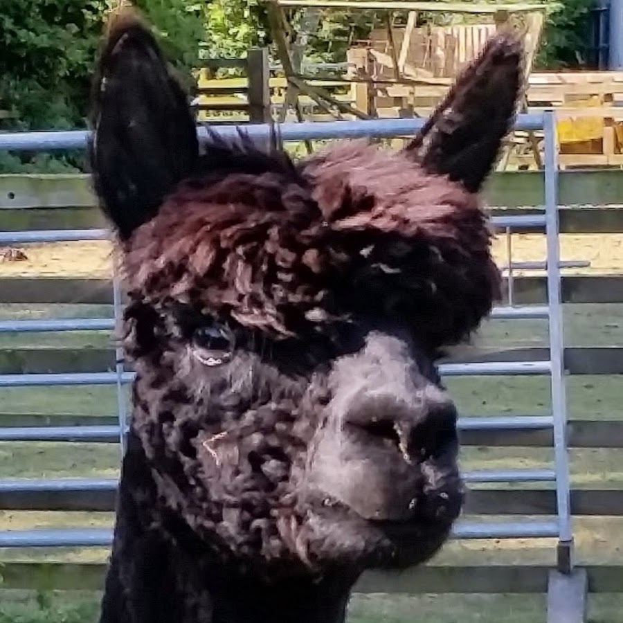 Alpaca Walking Hensting Alpacas