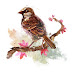 logo Le Moineau Irritable