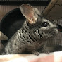 PJ the Chinchilla