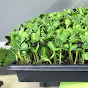 Harlowe Custom Microgreens