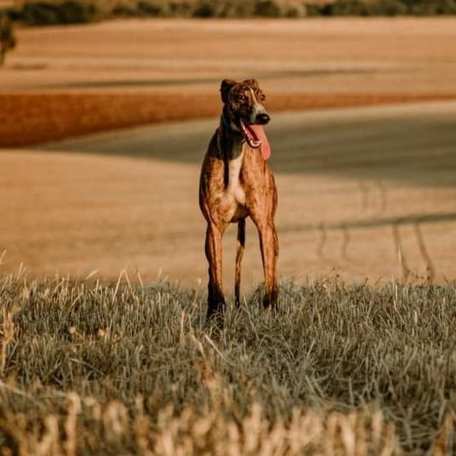 Pak Greyhound coursing