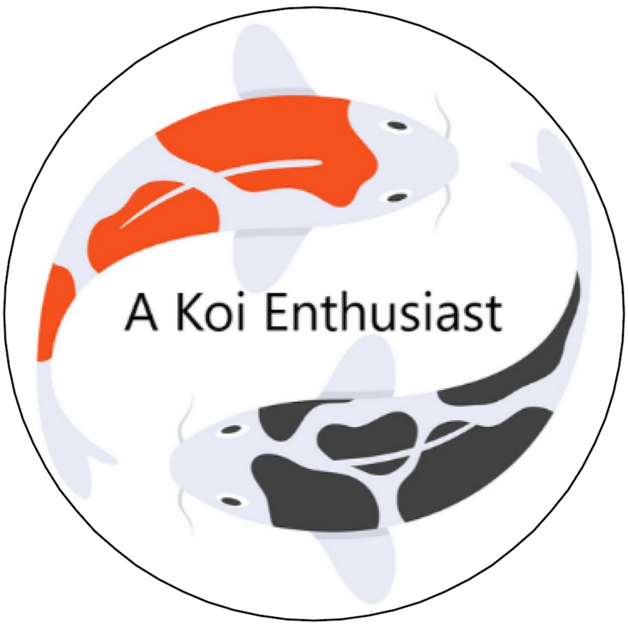 A Koi Enthusiast