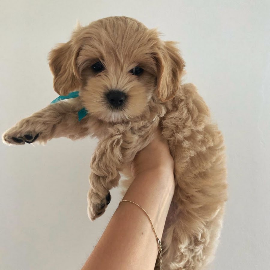 Kai the Maltipoo