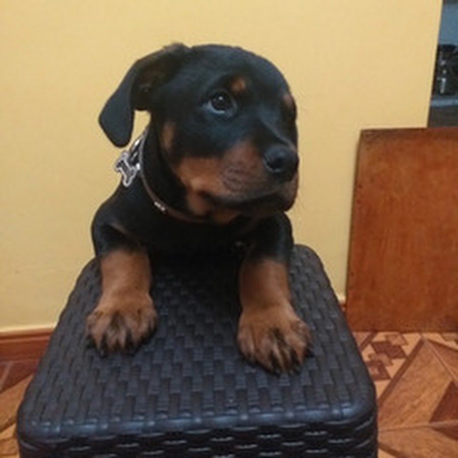 TYSON ROTTWEILER - YouTube